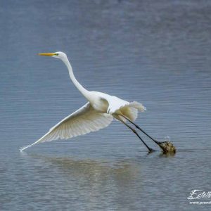 Grande aigrette