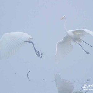 Grande aigrette