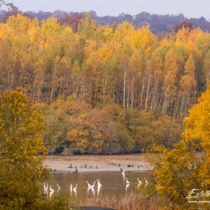 Grande aigrette