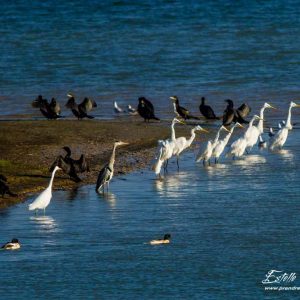 Grande aigrette