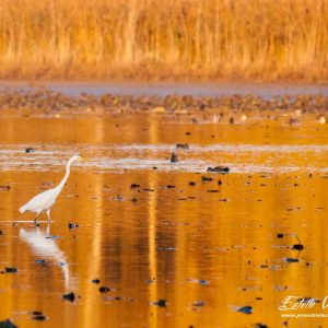 Grande aigrette