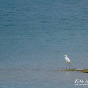 Grande aigrette