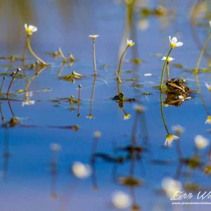 Grenouille