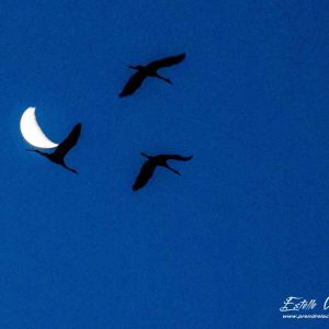 Grue cendrée_vol et lune