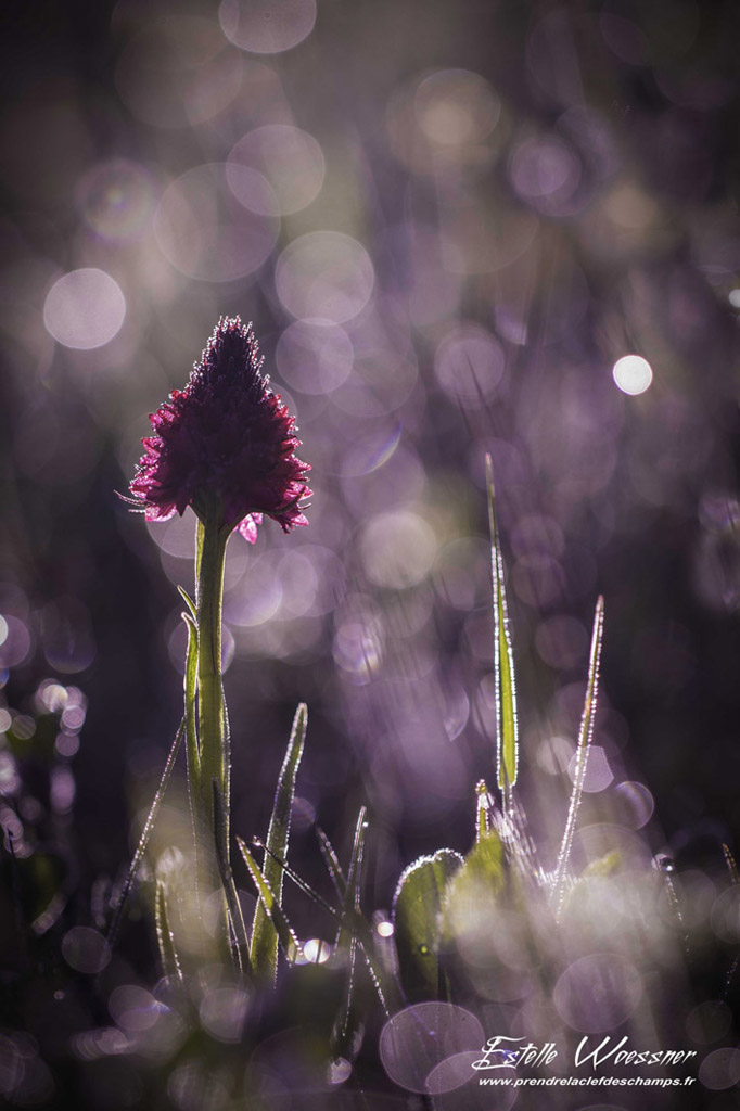 Gymnadenia rhellicani, Orchis vanille