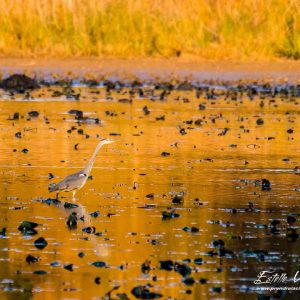 Héron cendré_Etangs d'Outines