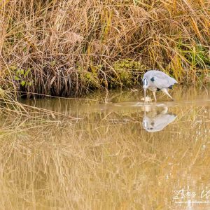 Héron cendré_Etangs d'Outines