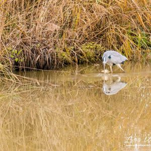 Héron cendré_Etangs d'Outines