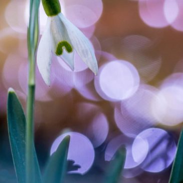 La macro au jardin : le perce-neige !