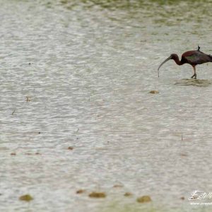 Ibis falcinelle