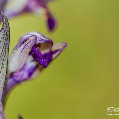 Limodore à feuilles avortées (Limodorum abortivum)