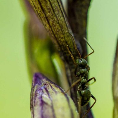 Limodore à feuilles avortées (Limodorum abortivum)