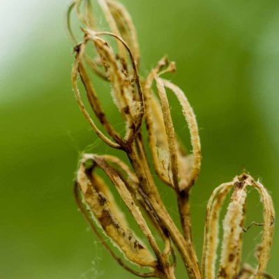 Limodore à feuilles avortées (Limodorum abortivum)