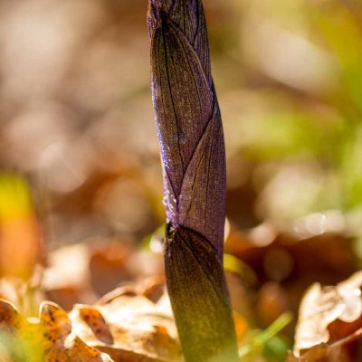 Limodore à feuilles avortées (Limodorum abortivum)