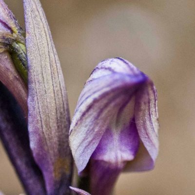 Limodore à feuilles avortées (Limodorum abortivum)