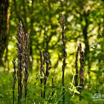 Limodore à feuilles avortées (Limodorum abortivum)