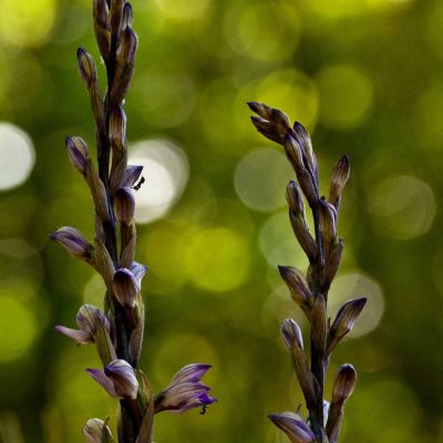 Limodore à feuilles avortées (Limodorum abortivum)