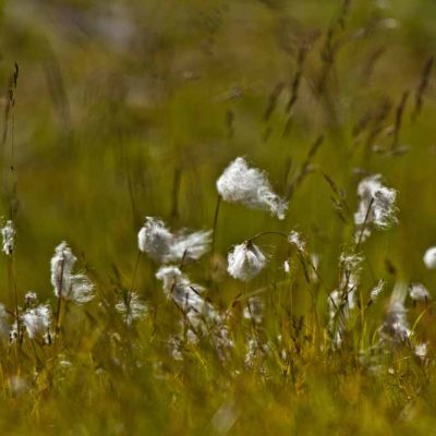 Linaigrette