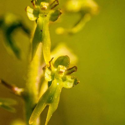 Listère à feuilles ovales (Listera ovata)