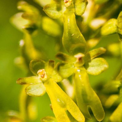 Listère à feuilles ovales (Listera ovata)