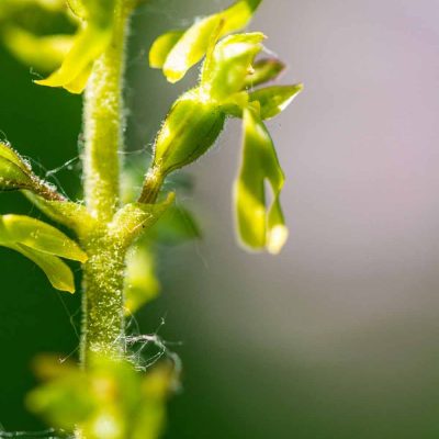 Listère à feuilles ovales (Listera ovata)