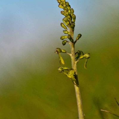 Listère à feuilles ovales (Listera ovata)