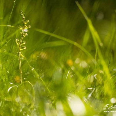 Listère à feuilles ovales (Listera ovata)