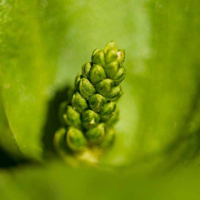 Listère à feuilles ovales (Listera ovata)
