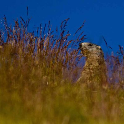 Marmotte des Alpes