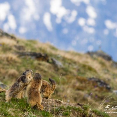Marmotte des Alpes : joute amoureuse