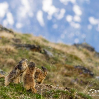 Marmotte des Alpes : joute amoureuse