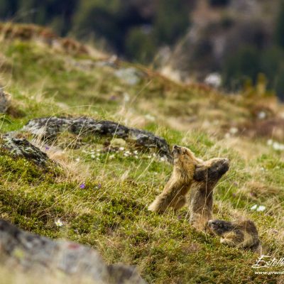 Marmotte des Alpes : joute amoureuse