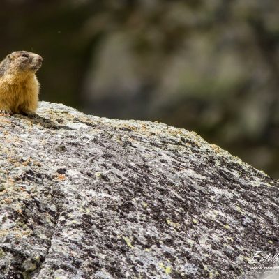 Marmotte des Alpes