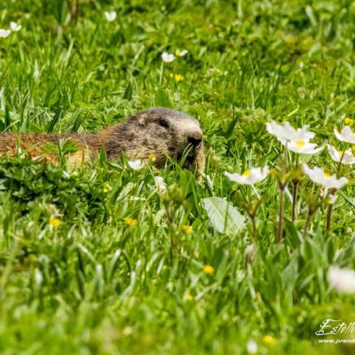 Marmotte des Alpes
