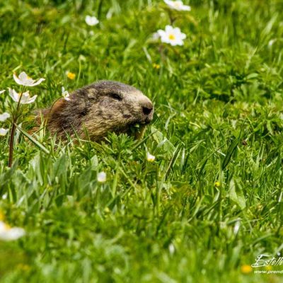 Marmotte des Alpes