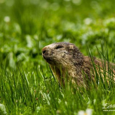 Marmotte des Alpes