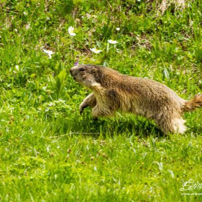 Marmotte des Alpes