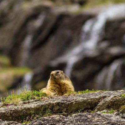 Marmotte des Alpes