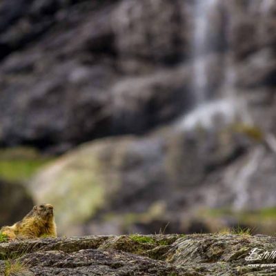 Marmotte des Alpes