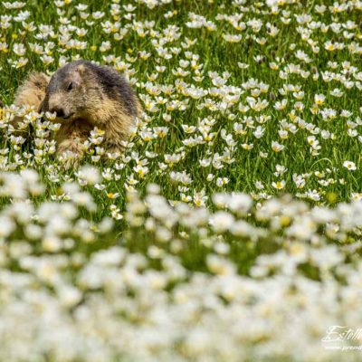 Marmotte des Alpes