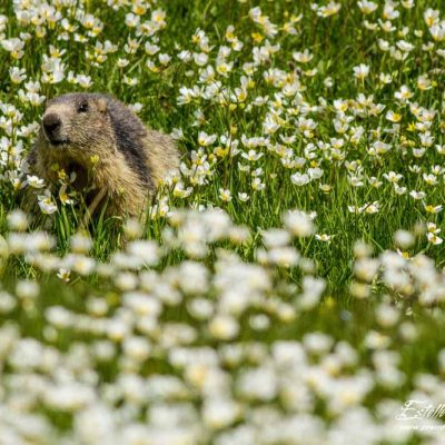 Marmotte des Alpes