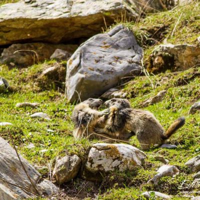 Marmotte des Alpes