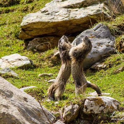 Marmotte des Alpes