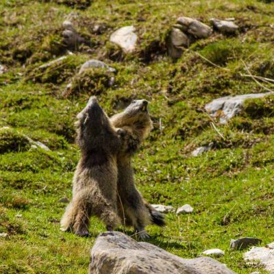 Marmotte des Alpes