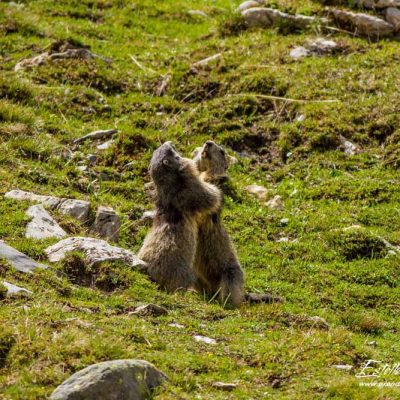 Marmotte des Alpes