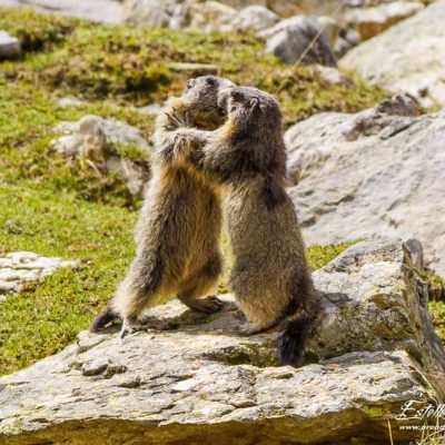 Marmotte des Alpes