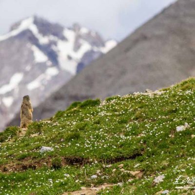 Marmotte des Alpes