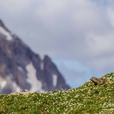 Marmotte des Alpes