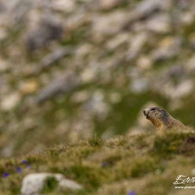 Marmotte des Alpes