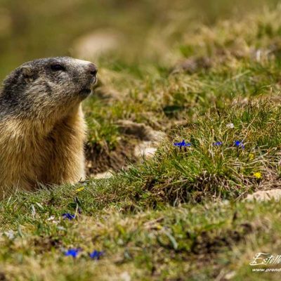 Marmotte des Alpes